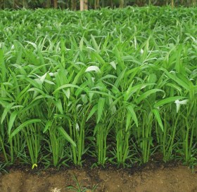 Vízispenót / Kangkong – Bau Market tájfajta Borneóról